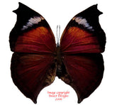 Salamis anteva (Madagascar) A-